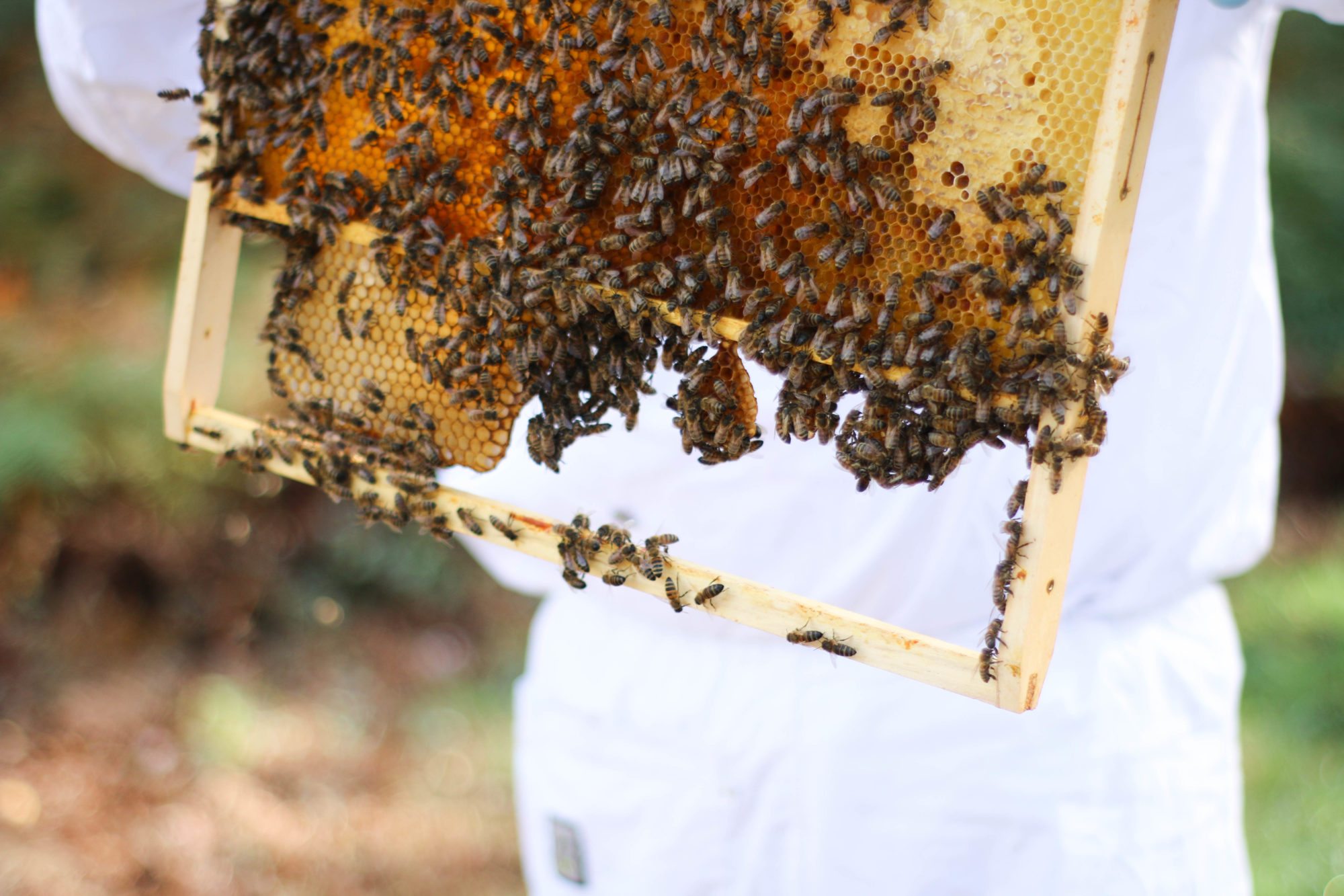 UNE JOURNEE CHEZ LES ABEILLES