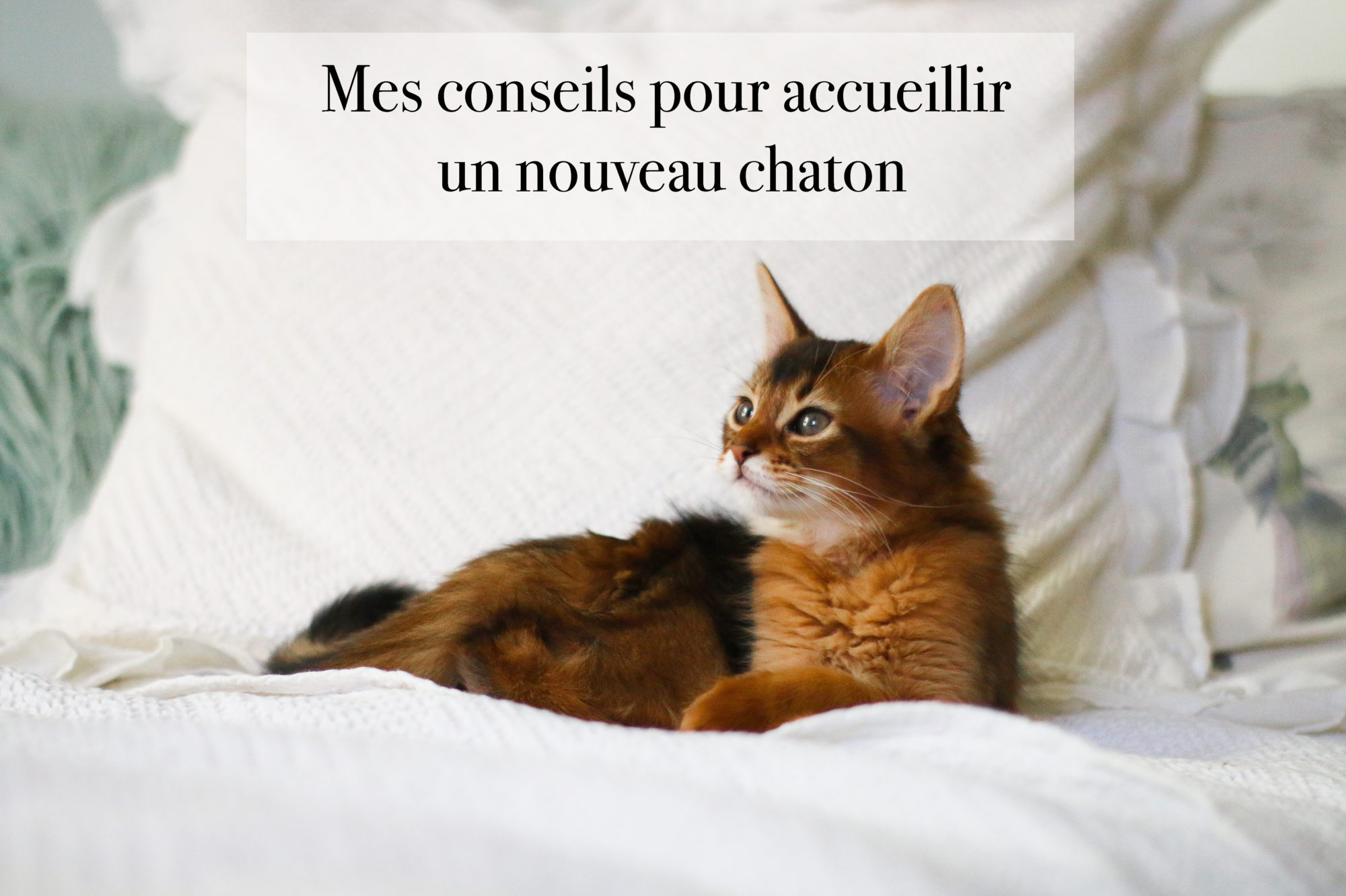 MES CONSEILS POUR ACCUEILLIR UN CHATON